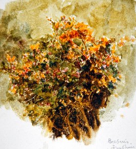Berberis, Soleil