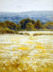Marguerites, près de Westerham, Kent - Helen Allingham