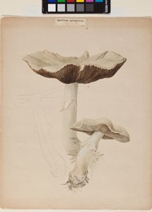 Agaricus augustus - Helen Beatrix Potter