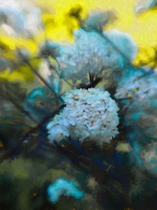 Floraison de mai, 2019 - Helen White