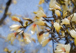 Magnolia sous le ciel bleu, 2019