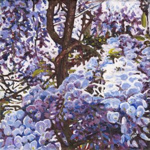 Glycine Bleue - Helen White