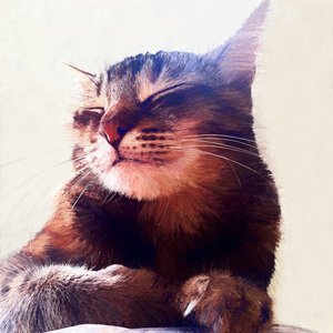 Le chat qui a eu la crème