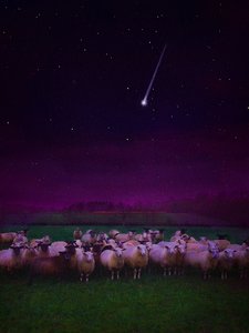 Troupeau de Nuit - Helen White