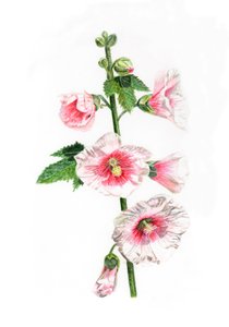 Roses trémières, 2021