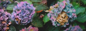 Hortensias, 2018 - Helen White