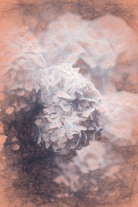Hortensias pastel, 2018 - Helen White