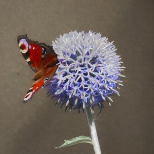 Paon sur chardon bleu, 2018