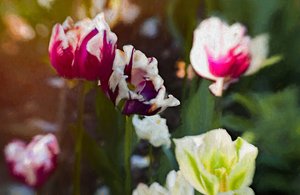 Patch de Tulipes, 2019 - Helen White