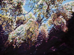 Glycine blanche
