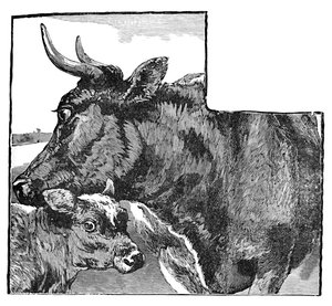 Vache et veau, vers 1900 - Helena J. Maguire