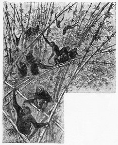 Hoolocks dans une jungle de bambous, vers 1900 - Helena J. Maguire