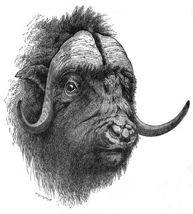 Bœuf musqué, vers 1900