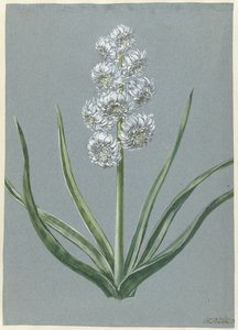 Hyacinthe Margrave Charles de Bade-Durlach - Hendrik Budde