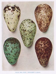 Œufs : Engoulevent : Huppe : etc., illustration de 