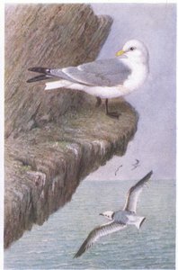 Mouette Tridactyle, Cartes Postales, Années 1930