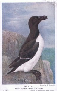 Petit Pingouin, Cartes Postales, Années 1930 - Hendrik Gronvold