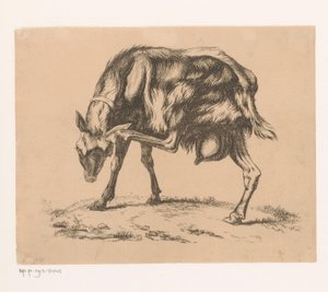 Chèvre se grattant la tête