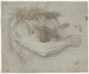 Torso de modèle masculin