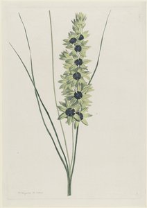 Iris africain (Ixia maculata viridis)