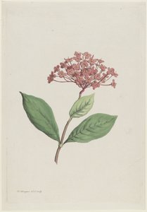 Ixora coccinea