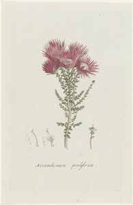 Phaenocoma prolifera Xeranthemum proliferum - Hendrik Schwegman