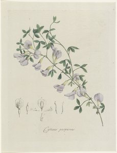 Genêt pourpre