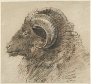 Kop van een ram, naar links, van opzij gezien - Hendrik Stokvisch