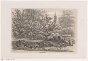Arbre renversé près de la Koekamp, après la tempête du 28 mai 1860