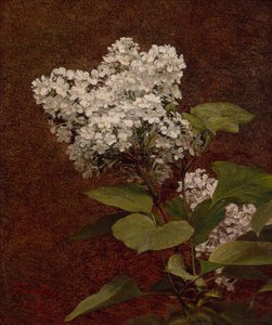 Lilas blancs