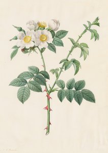 Églantier ou Rosier des chiens Rosa Leucantha, 1817-1824
