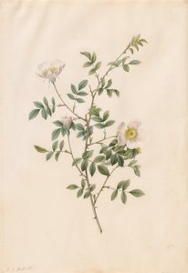 Églantier ou Rosier des chiens Rosa Sepium Rosea, 1817-1824 - Pierre Joseph Redouté
