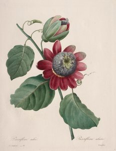 Choix des plus belles fleurs...plus beaux fruits: Passiflore ailée, 1827