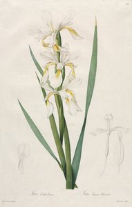 Iris à bandes dorées, 1812