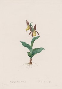 Les Liliacées : Cypripedium calceolus, 1802-1816 - Pierre Joseph Redouté