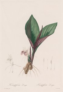 Les Liliacées : Kaempferia longa, 1802-1816 - Pierre Joseph Redouté