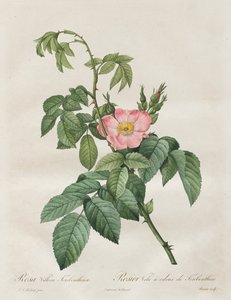 Les Roses : Rosa Villosa Terebenthina, 1817-1824