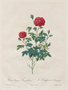 Rose Pompon, 1817-1824 - Pierre Joseph Redouté