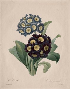 Primula auricula, 1827 - Pierre Joseph Redouté