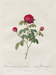 Rose de Provence ou rose française, 1817-1824 - Pierre Joseph Redouté