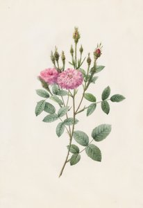 Rosa Pomponiana Muscosa, 1817-1824