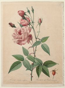 Les Roses: Rose de Chine ou du Bengale, 1817-1824 - Pierre Joseph Redouté