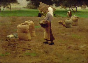 Récolte de pommes de terre