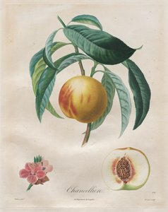 Traité des arbres fruitiers: Chancelière