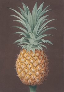 Le pin Antigua vert à feuilles lisses, 1807