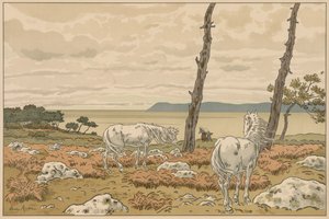 Aspects de la nature : La baie