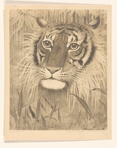 Tête de tigre