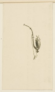 Cul-de-lampe de Au Pied du Sinaï - Henri de Toulouse-Lautrec