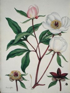Paeonia Albiflora, de 