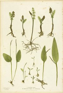 Gravure sur nature des fougères Moonwort et Adder